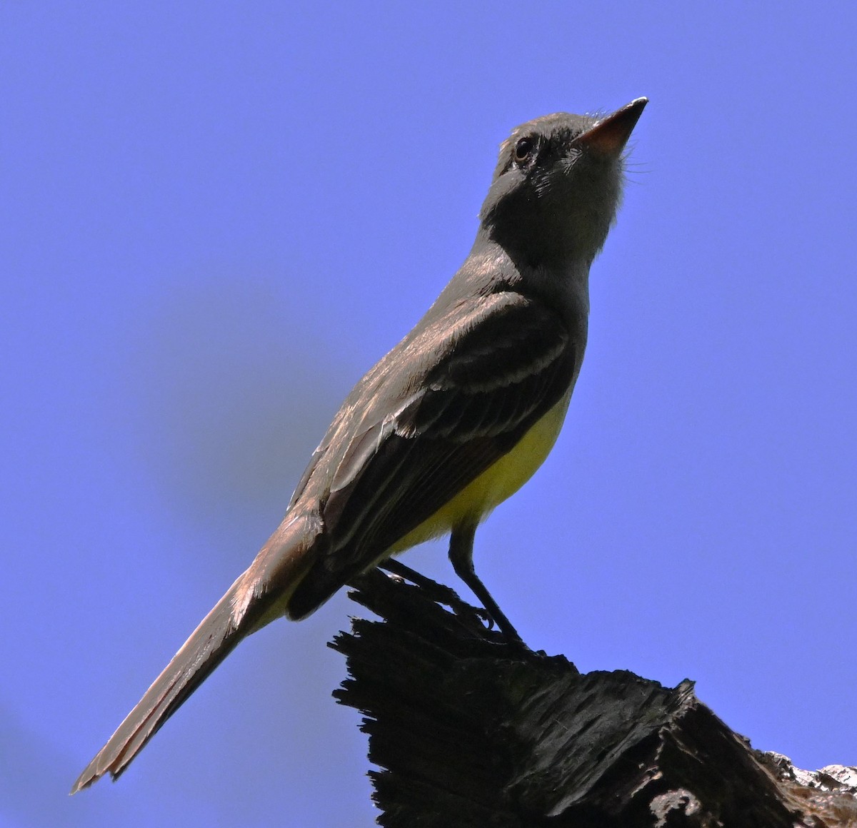 Great Crested Flycatcher - ML619146728