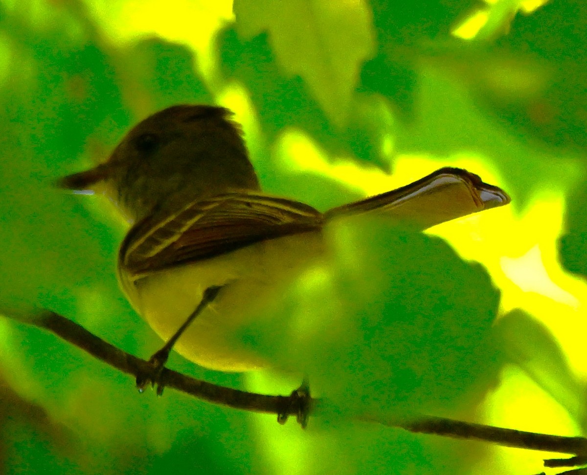 Great Crested Flycatcher - ML619146729