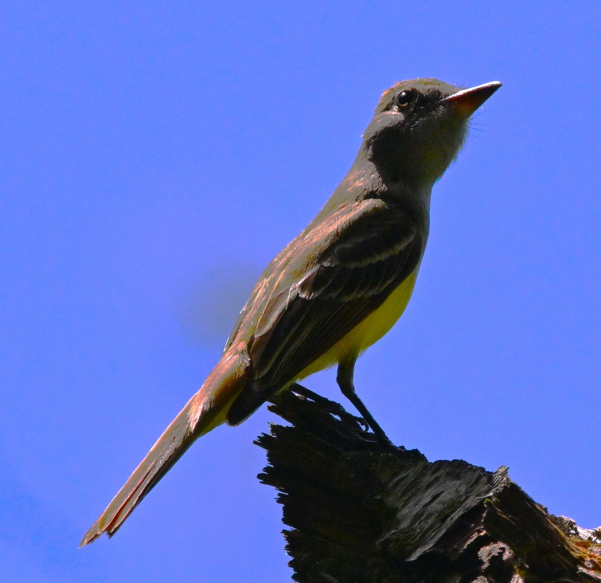 Great Crested Flycatcher - ML619146730