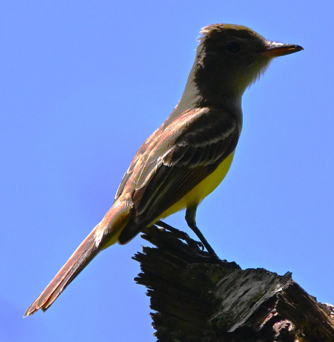 Great Crested Flycatcher - ML619146731