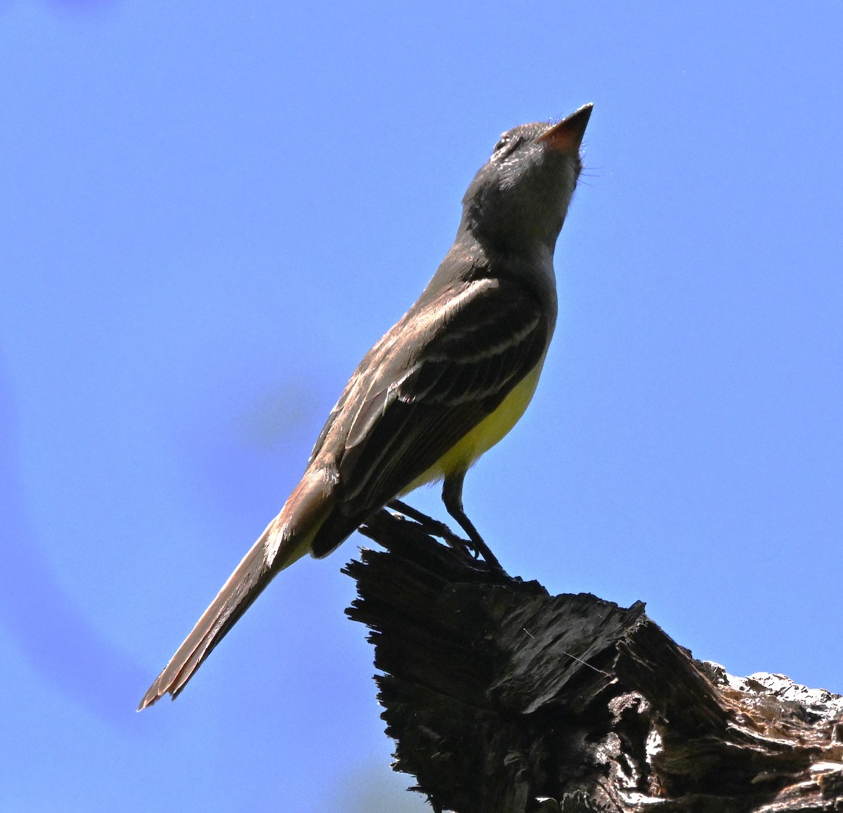 Great Crested Flycatcher - ML619146732