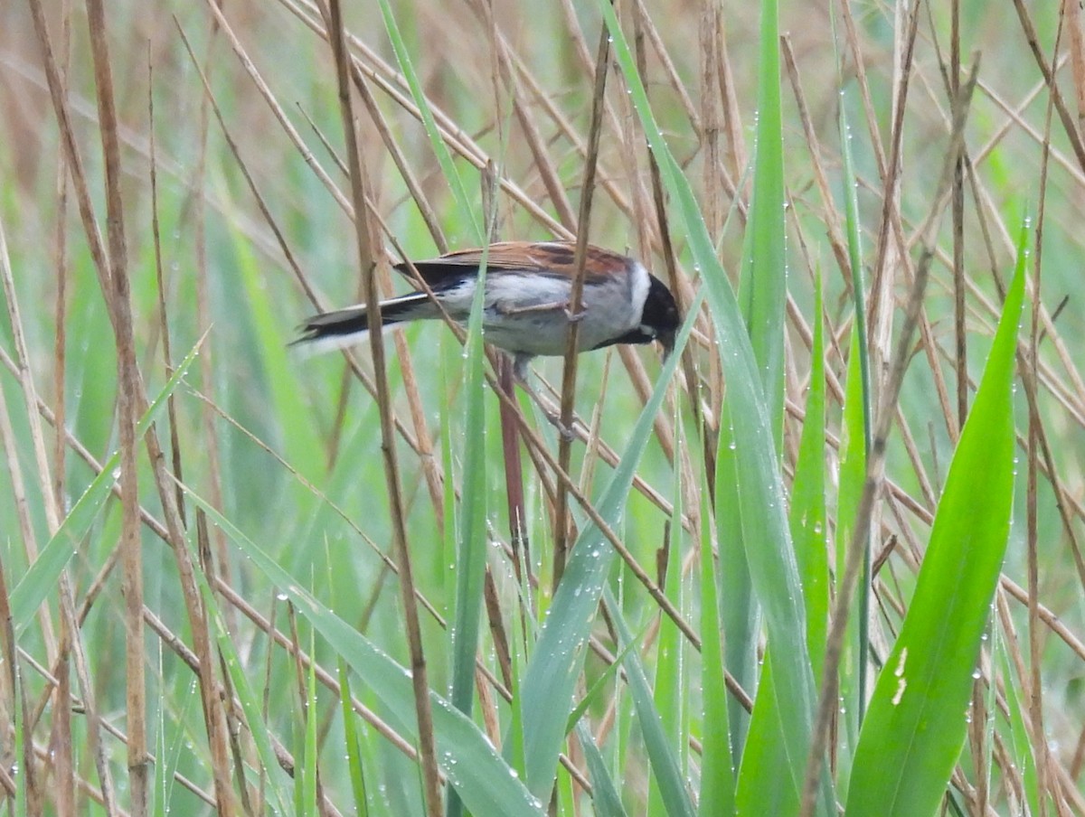 Reed Bunting - Jennifer Wilson-Pines