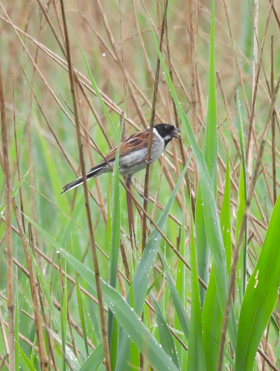 Reed Bunting - Jennifer Wilson-Pines