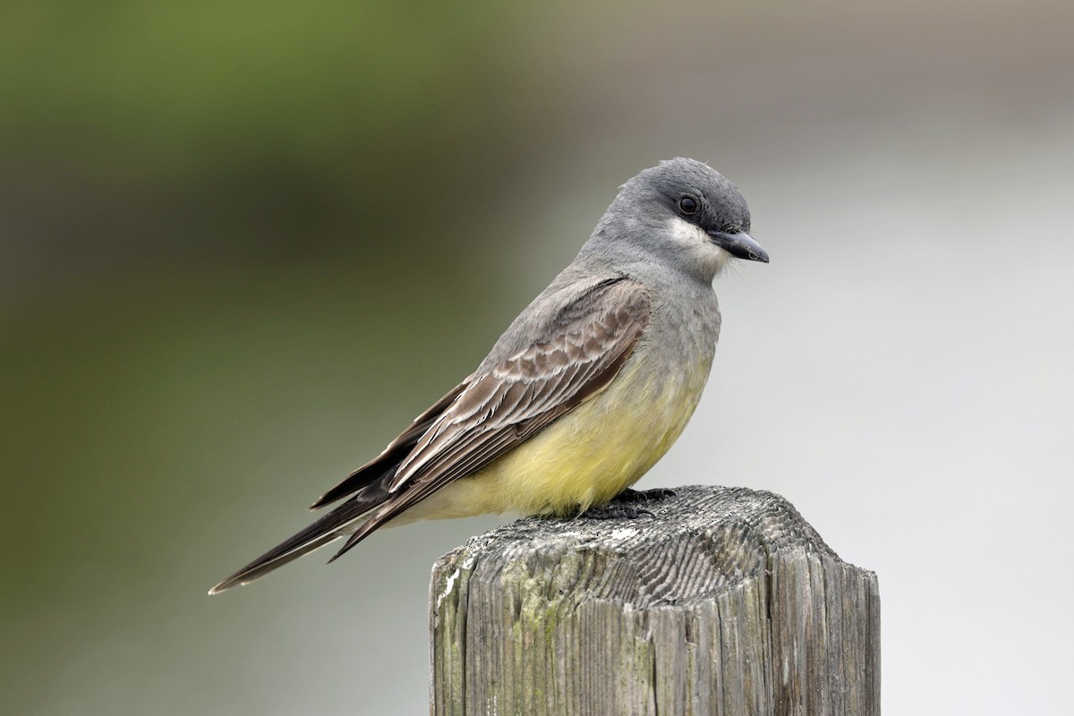 Cassin's Kingbird - Charlie Keller