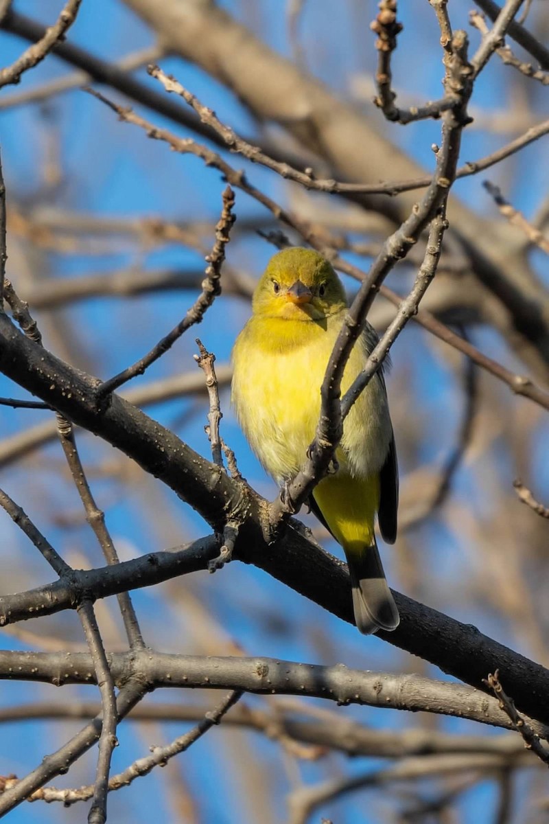 Western Tanager - ML619146752