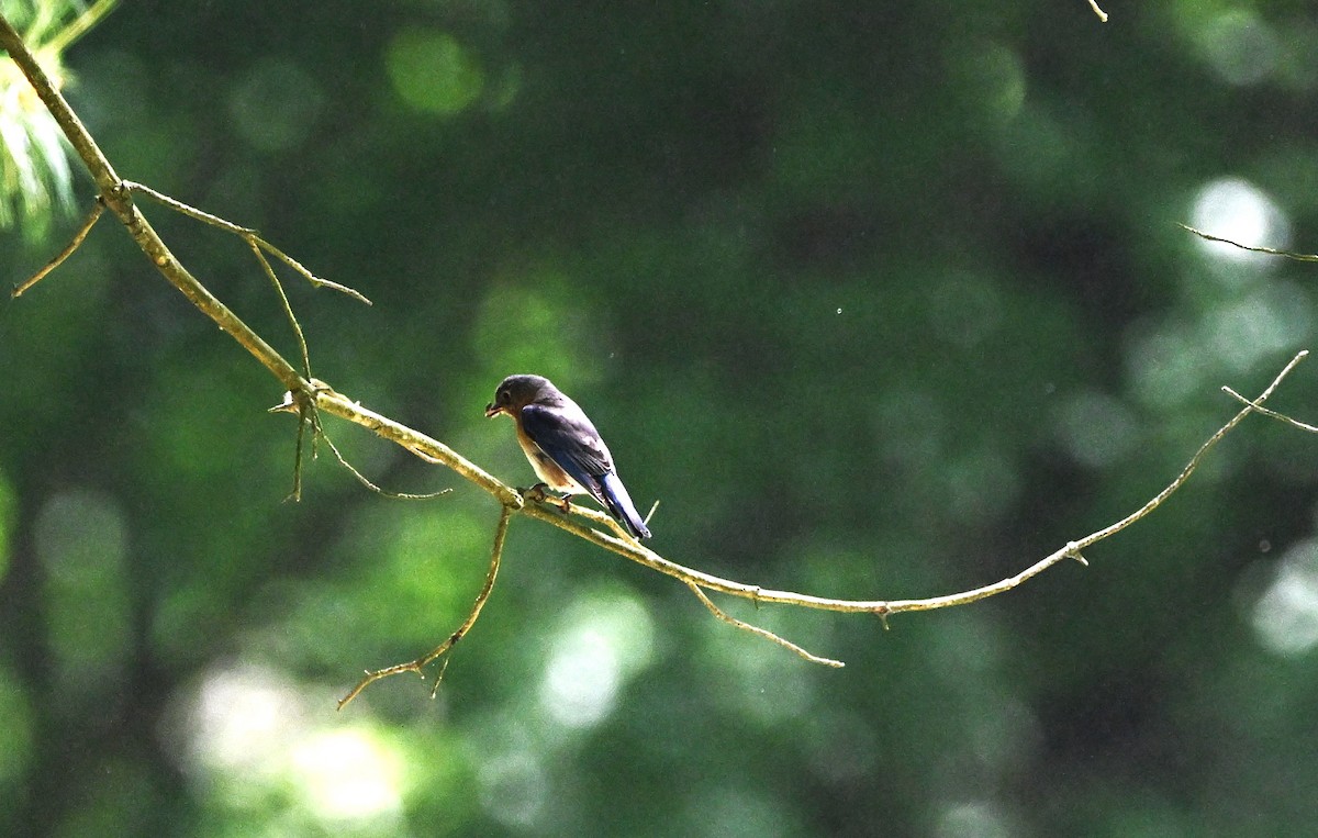 Eastern Bluebird - ML619146754