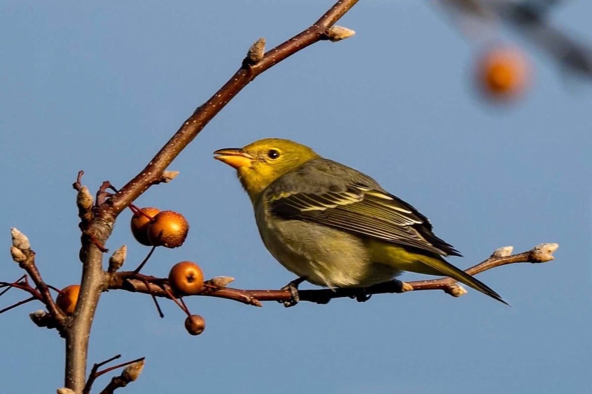 Western Tanager - ML619146760