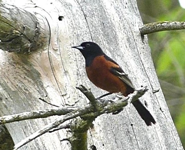 Orchard Oriole - ML619146774