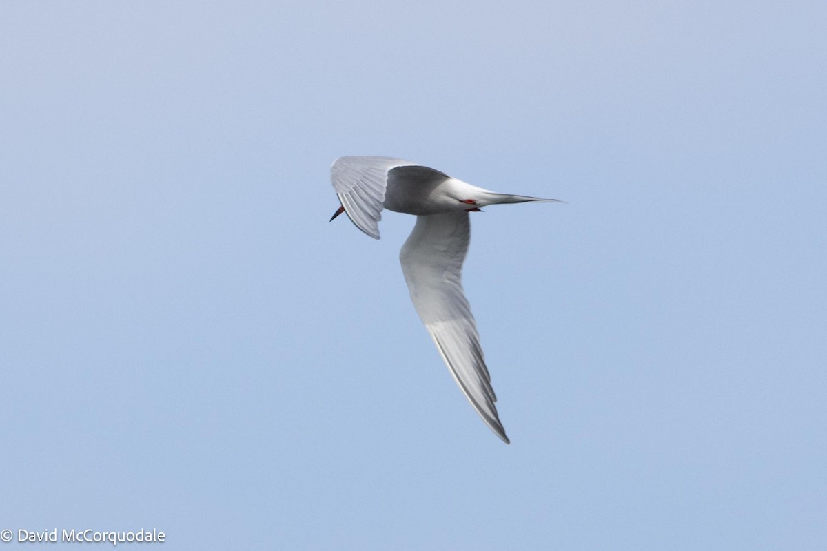 Common Tern - David McCorquodale