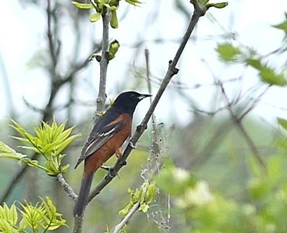 Orchard Oriole - ML619146782