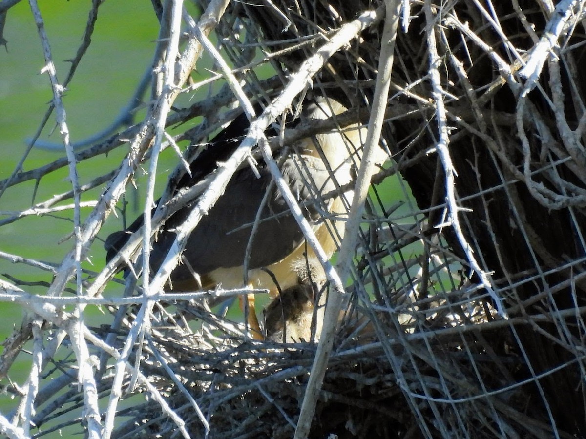 Black-crowned Night Heron - patricia kuzma sell