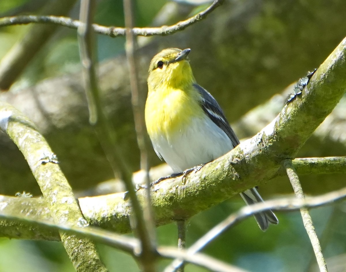 Viréo à gorge jaune - ML619146794