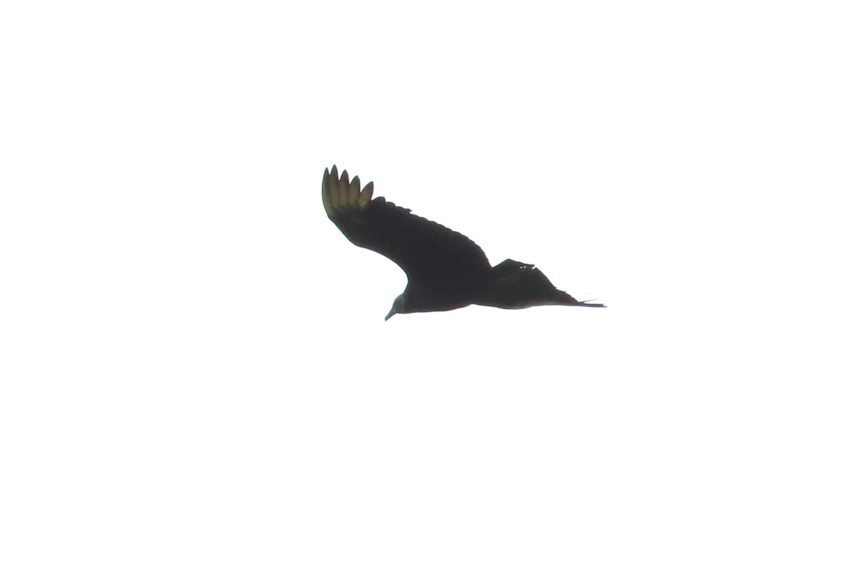 Black Vulture - John Mercer
