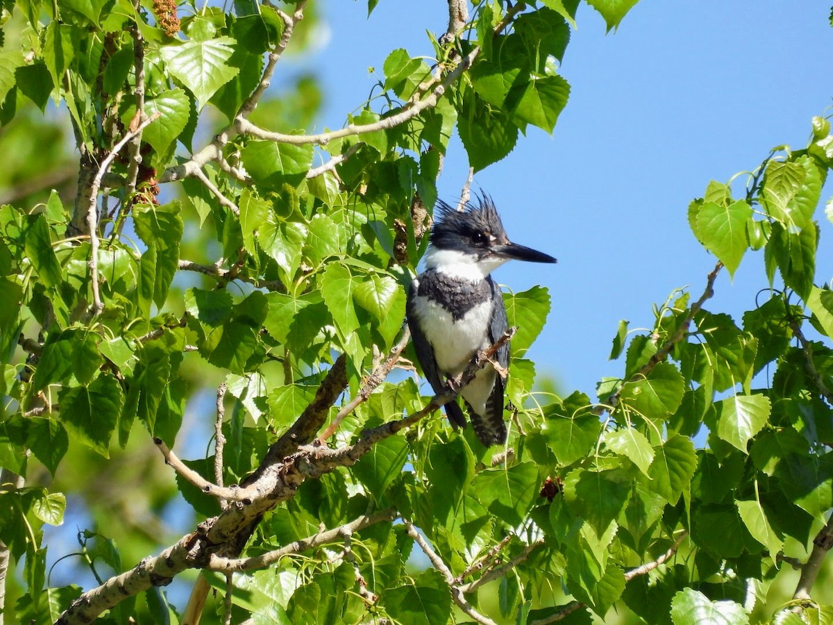 Belted Kingfisher - patricia kuzma sell