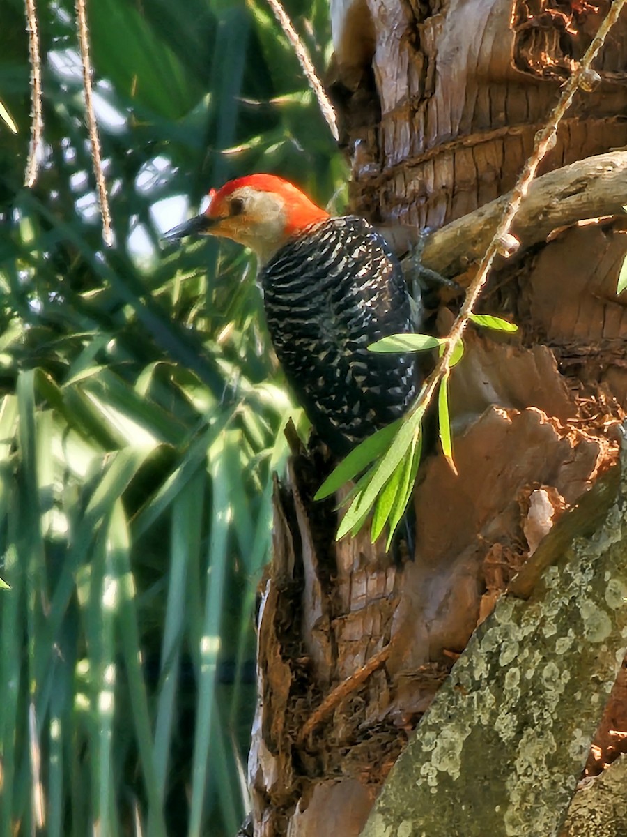 Red-bellied Woodpecker - Martin Mann