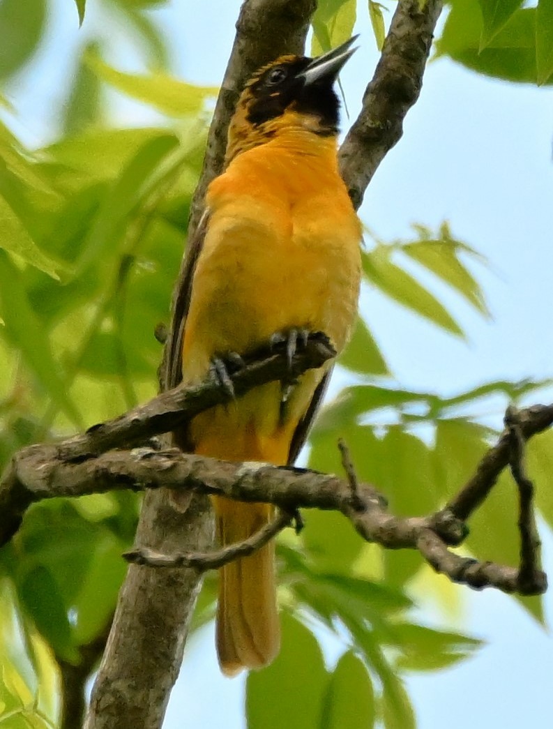 Baltimore Oriole - ML619146850