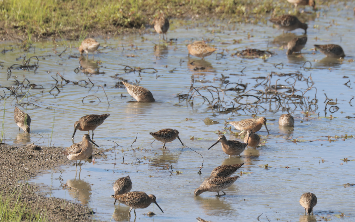 Short-billed Dowitcher (hendersoni) - ML619146880