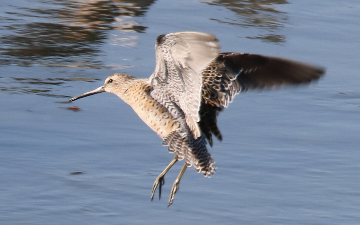 kortnebbekkasinsnipe (hendersoni) - ML619146884