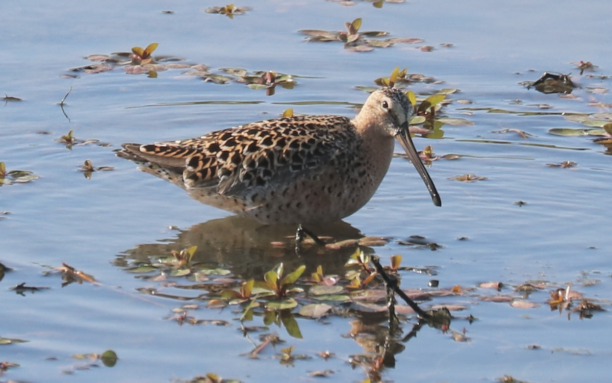 Short-billed Dowitcher (hendersoni) - ML619146885