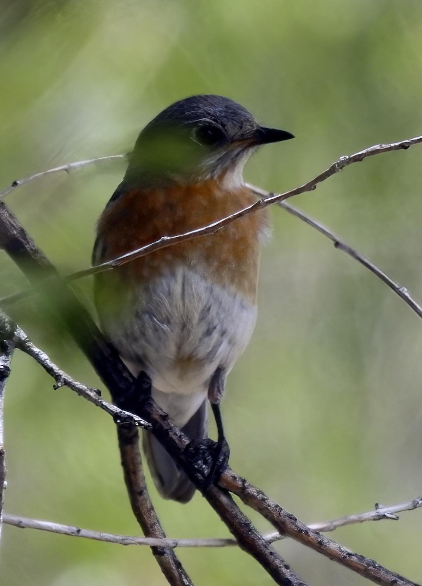 Eastern Bluebird - ML619146953