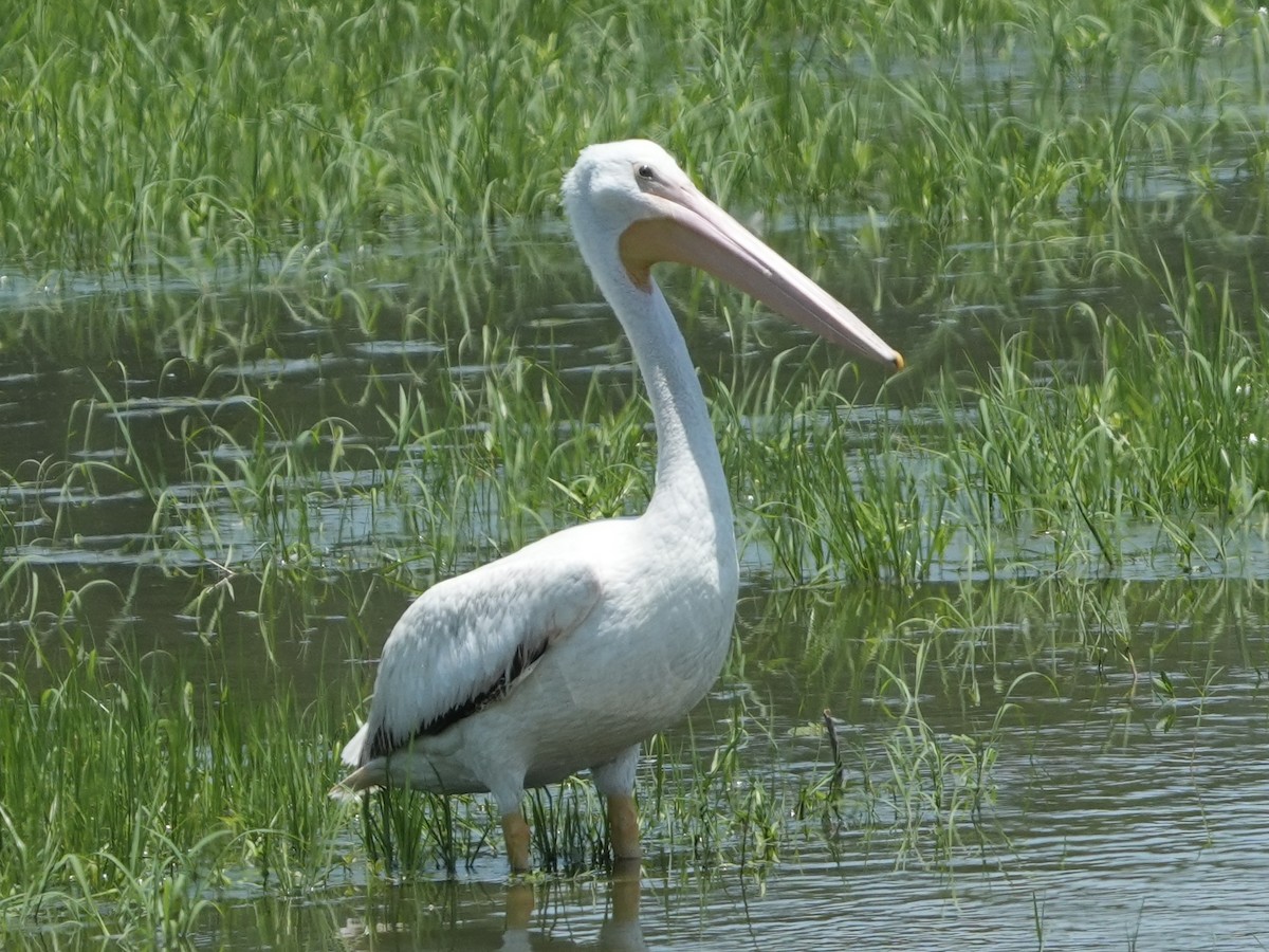 American White Pelican - ML619146955