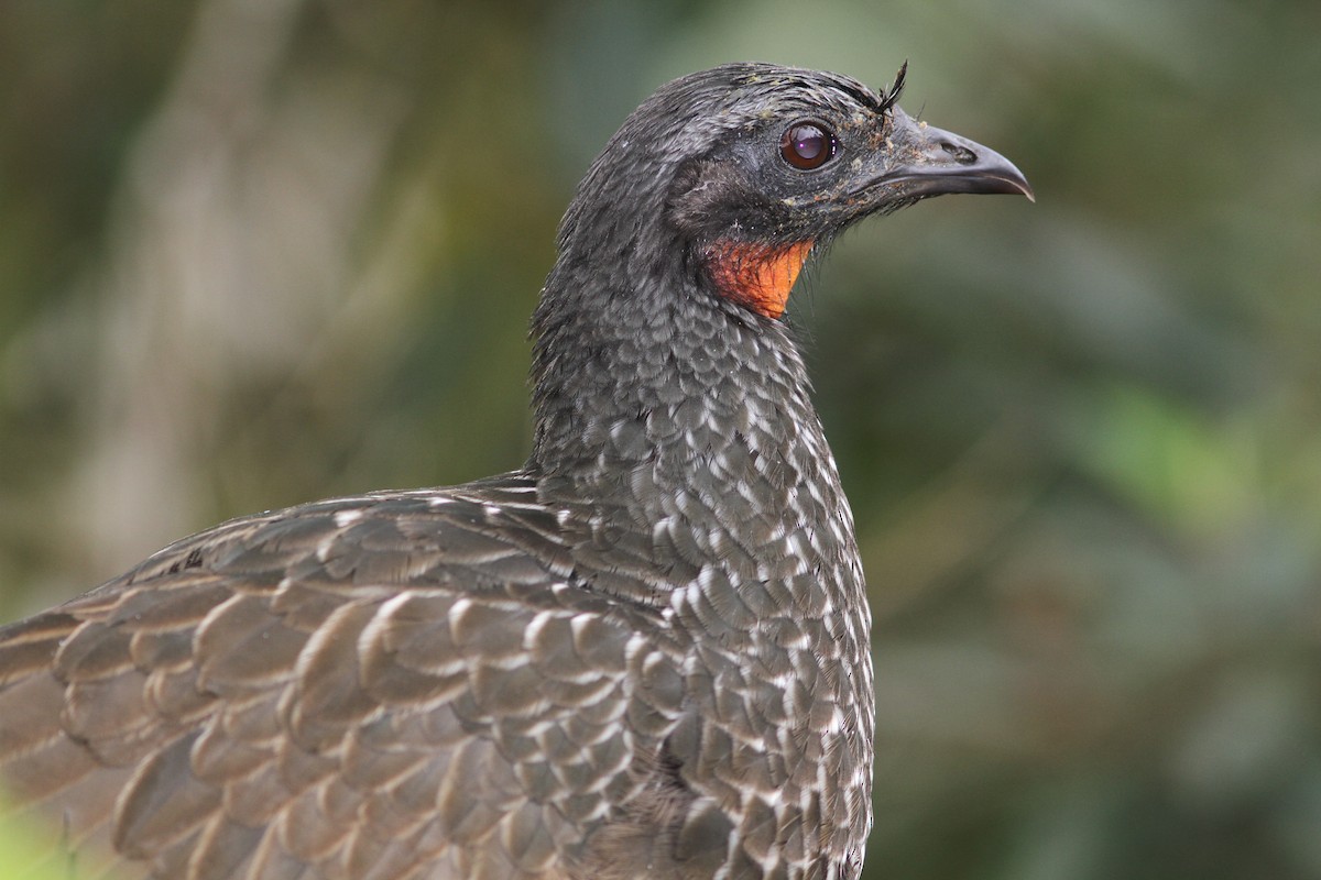 Dusky-legged Guan - Robert  Shewack