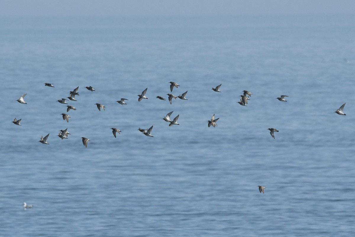 Purple Sandpiper - David Kelly