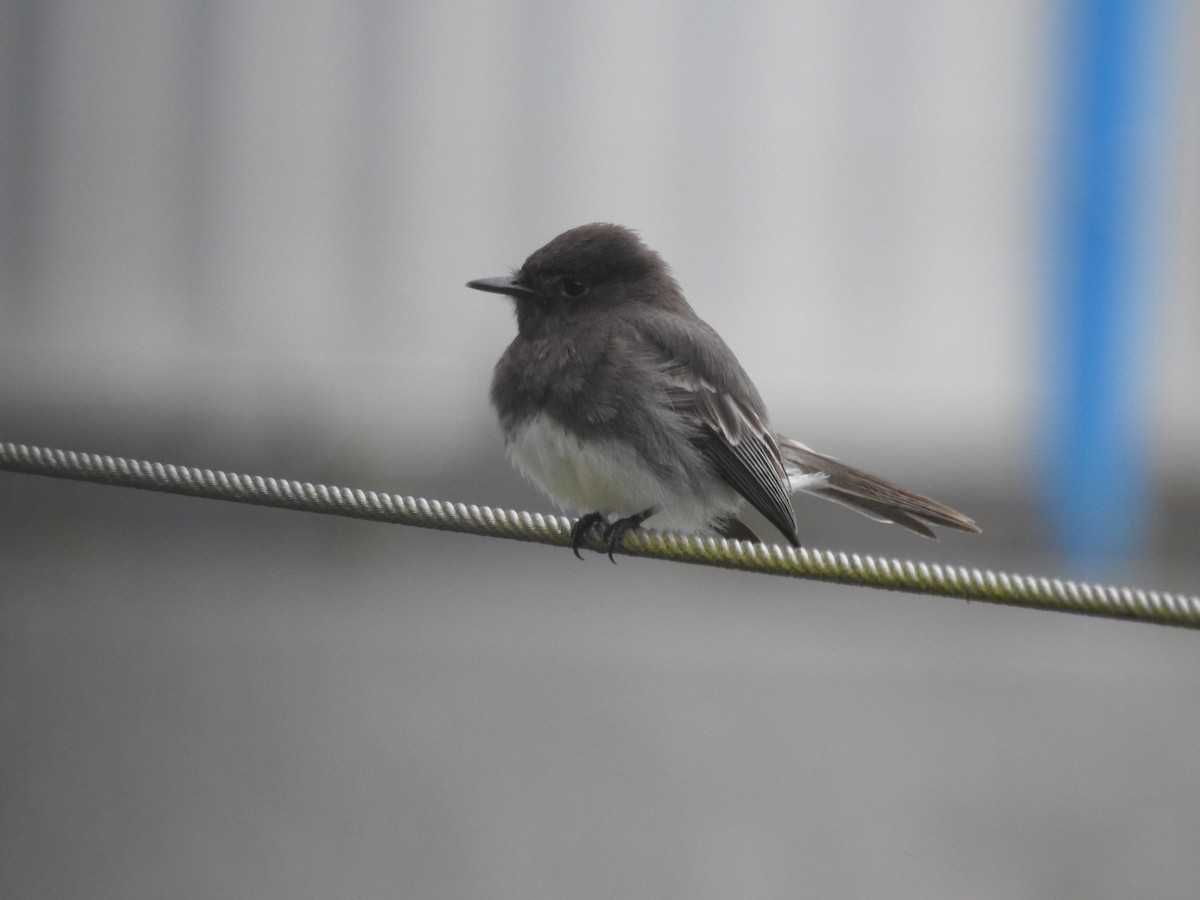 Black Phoebe - Becky Boley