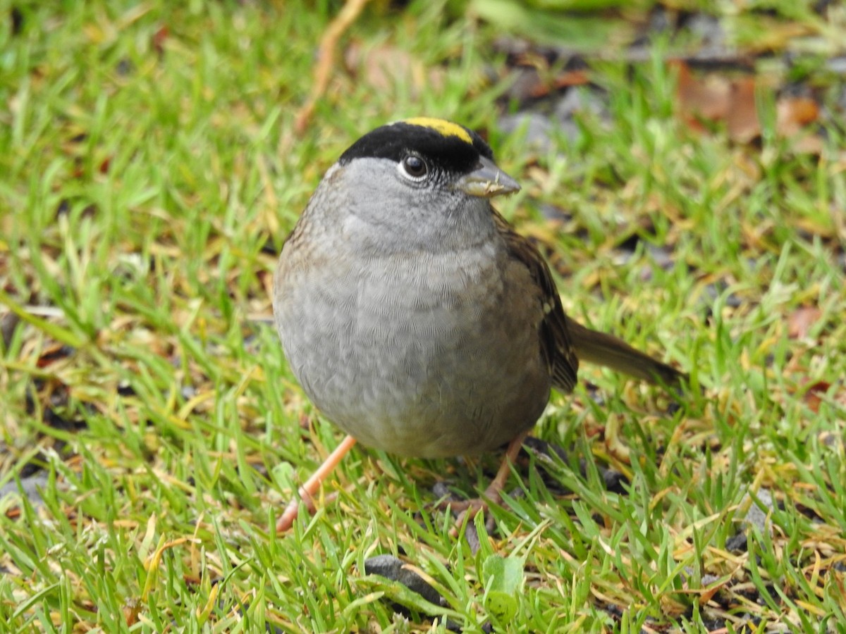 Golden-crowned Sparrow - Becky Boley