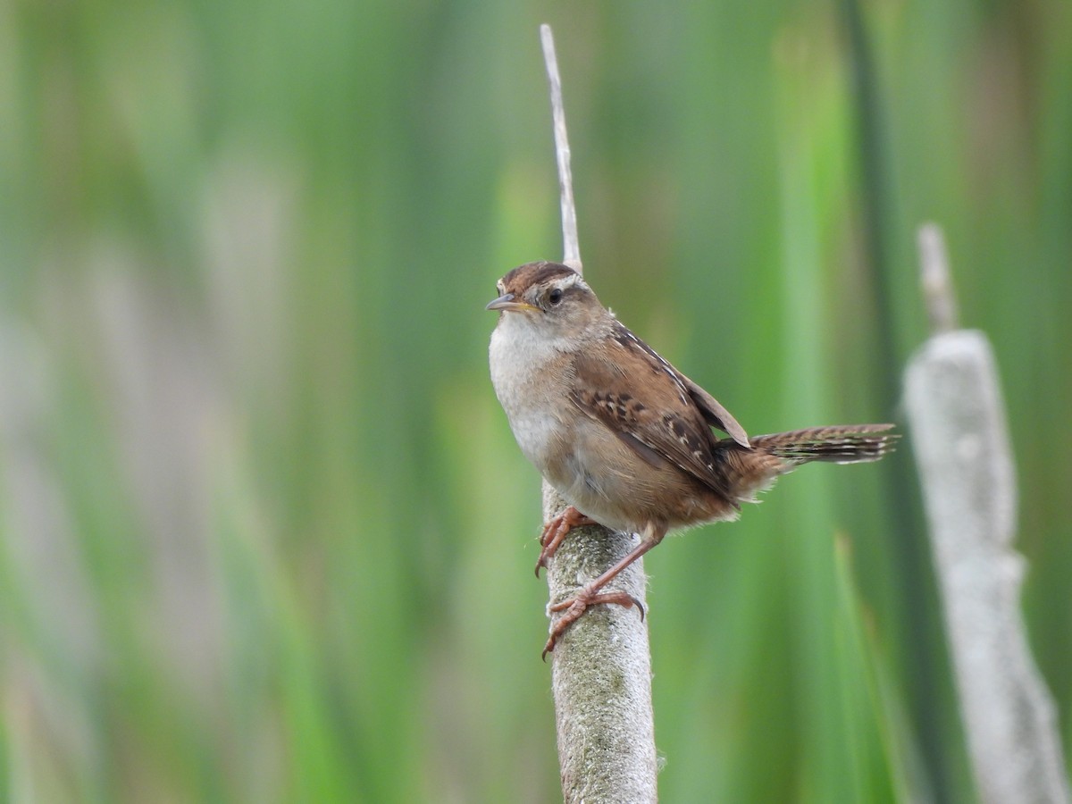 Marsh Wren - Enrico Konig