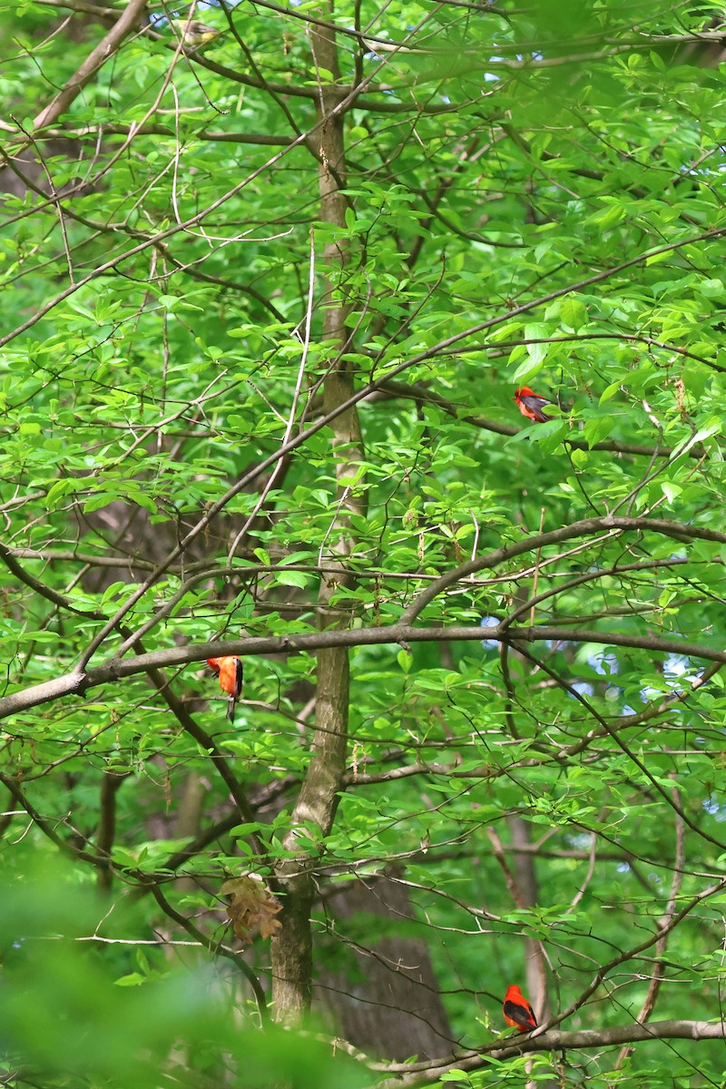 Scarlet Tanager - ML619147029