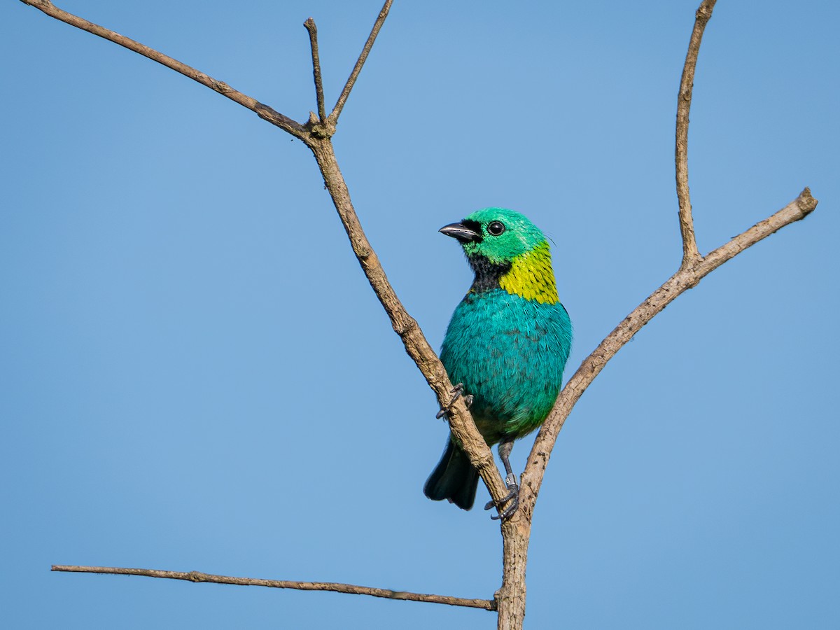 Green-headed Tanager - Vitor Rolf Laubé