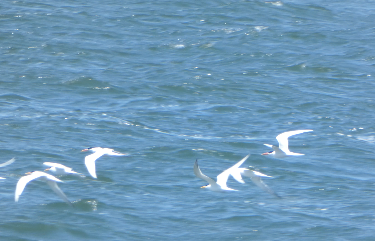 Elegant Tern - Kevin Hayes