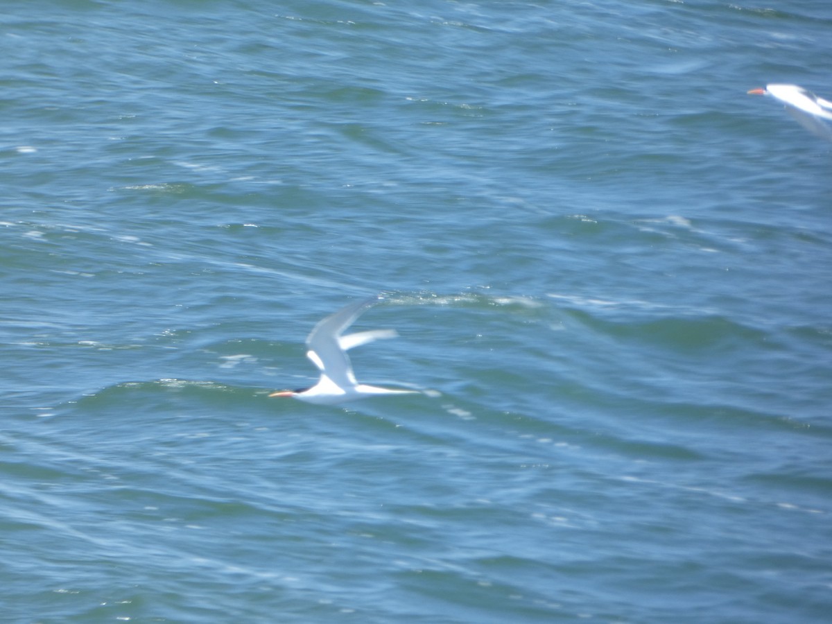 Elegant Tern - Kevin Hayes