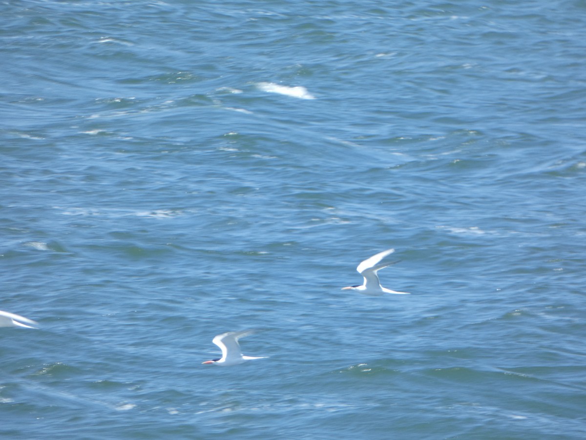 Elegant Tern - Kevin Hayes