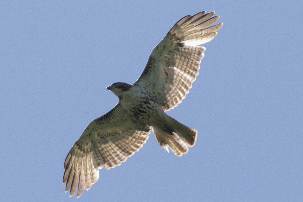 Red-tailed Hawk - ML619147063