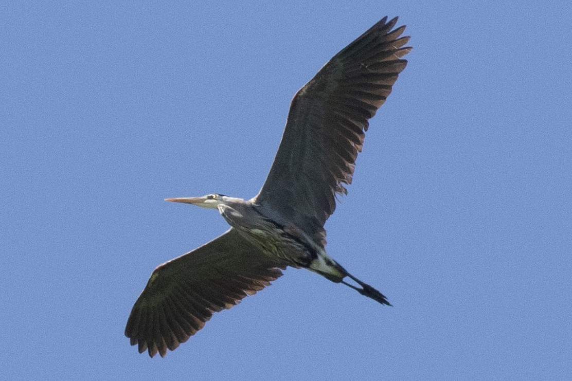 Great Blue Heron (Great Blue) - ML619147069