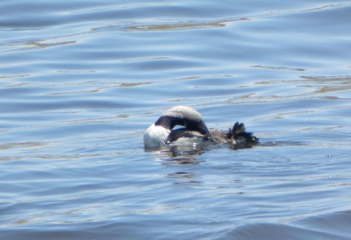 Pacific Loon - Kevin Hayes