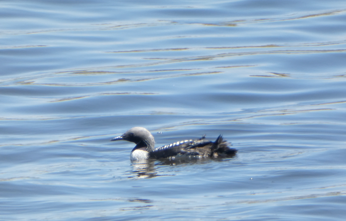 Pacific Loon - Kevin Hayes