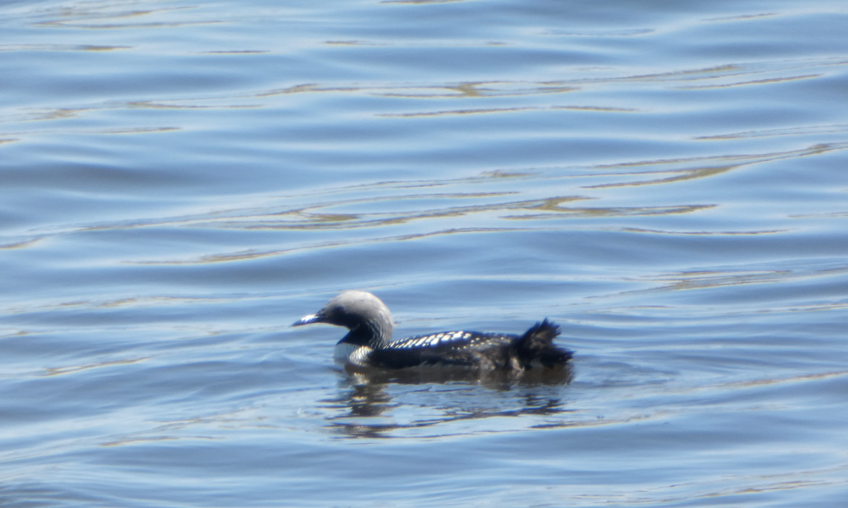 Pacific Loon - Kevin Hayes