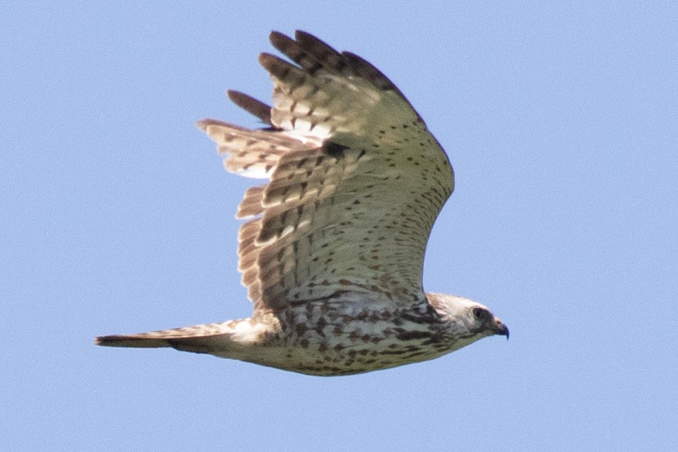 Broad-winged Hawk - ML619147082