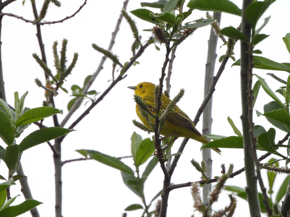 Yellow Warbler - Enrico Konig