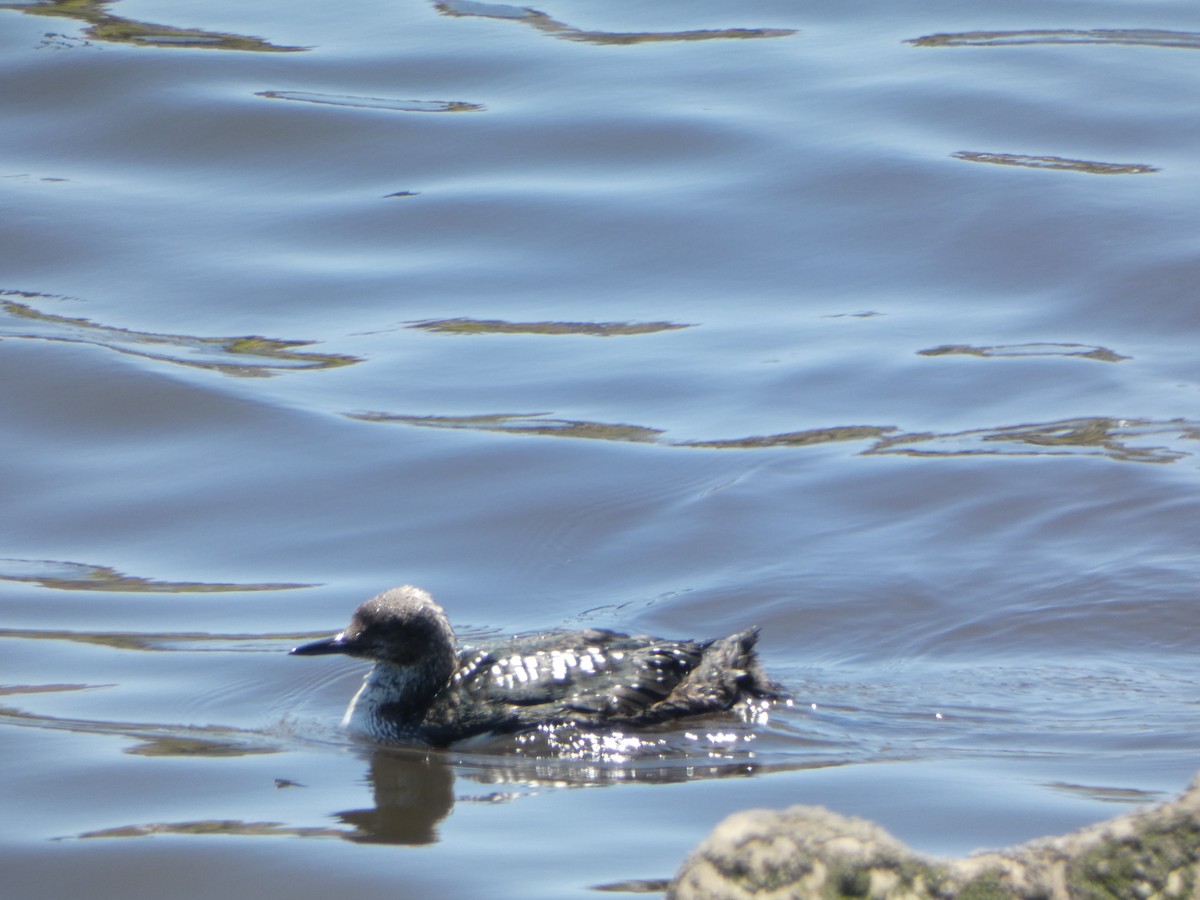 Pacific Loon - Kevin Hayes