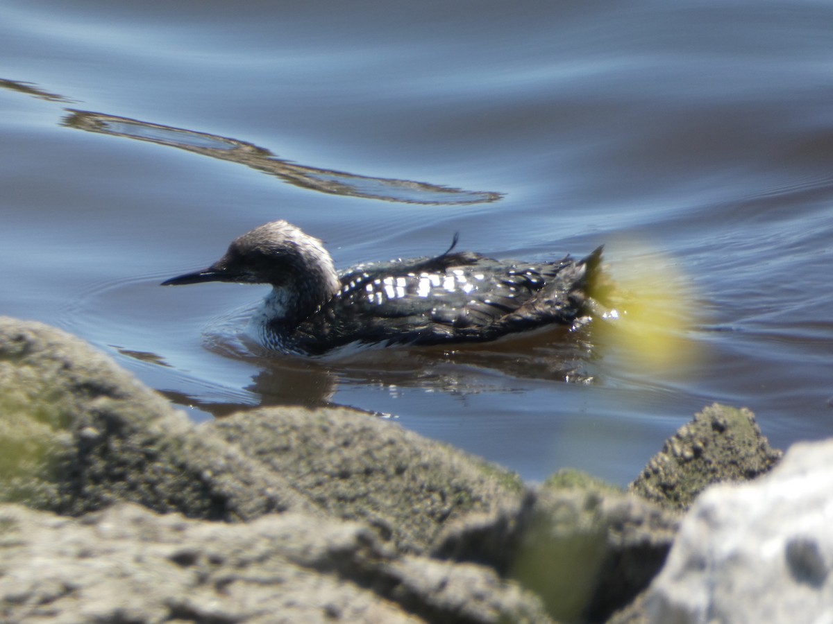 Pacific Loon - Kevin Hayes