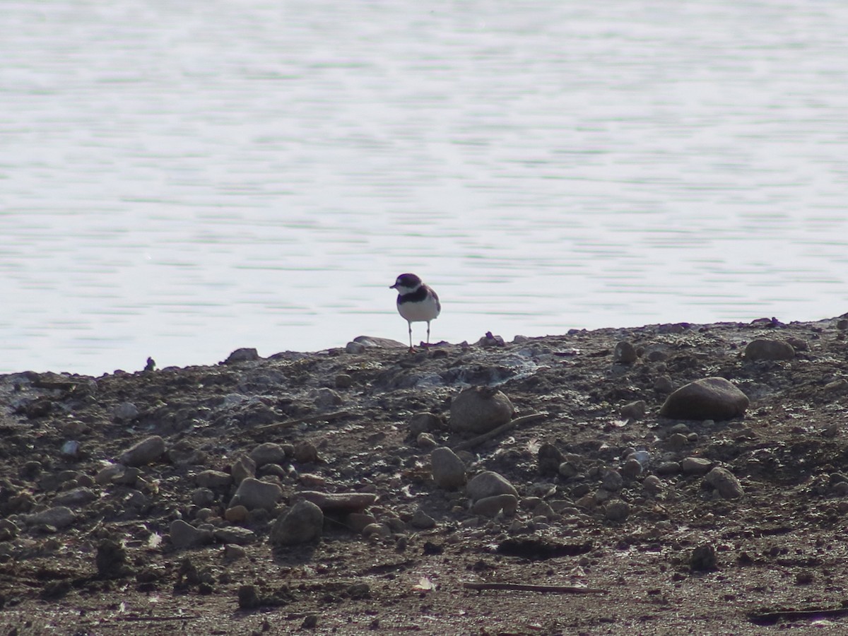 Semipalmated Plover - Adrian Gonzalez