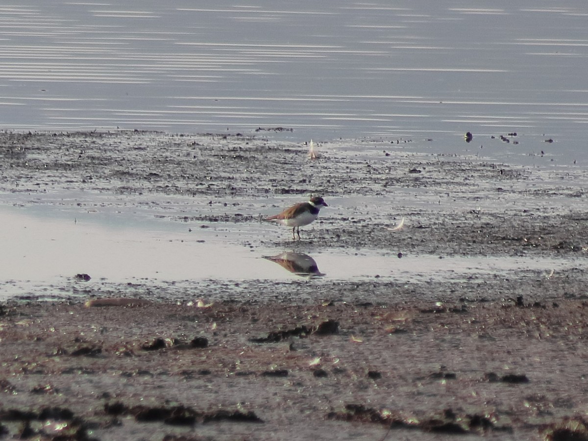 Semipalmated Plover - Adrian Gonzalez