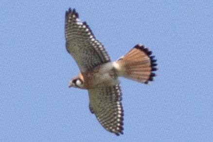 American Kestrel - ML619147098