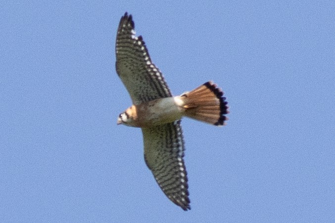 American Kestrel - David Brown