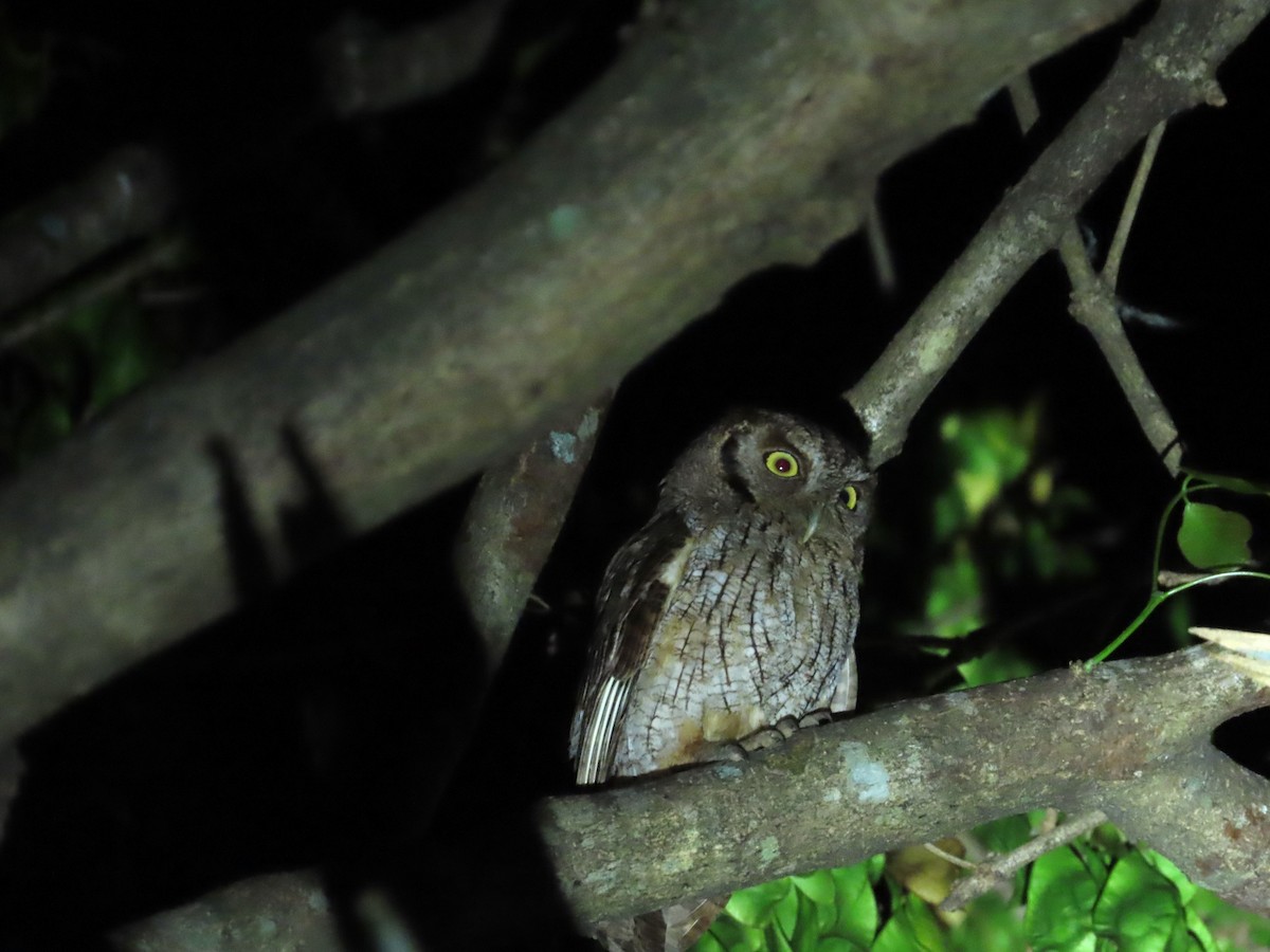 Tropical Screech-Owl - Michelle Browning