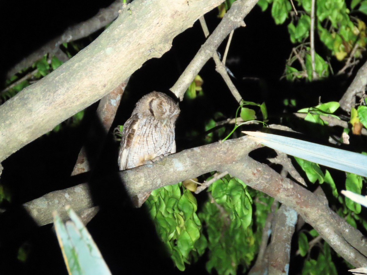 Tropical Screech-Owl - Michelle Browning